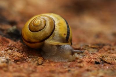 Cepaea hortensis