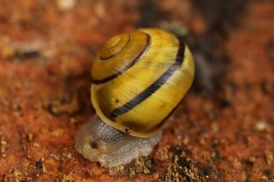 Escargot des jardins