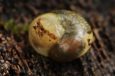 Moine des bois
