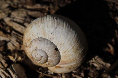 Escargot de Bourgogne