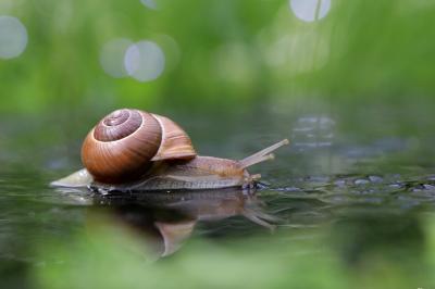 Cepaea nemoralis