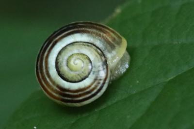 Escargot des jardins