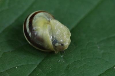 Escargot des jardins