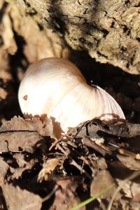 Escargot de Bourgogne