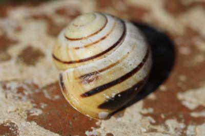 Escargot des haies