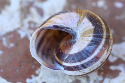 Escargot des haies
