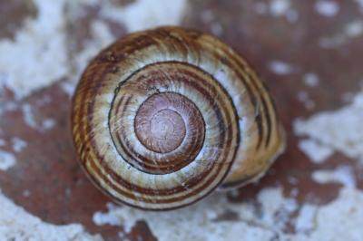 Escargot des haies