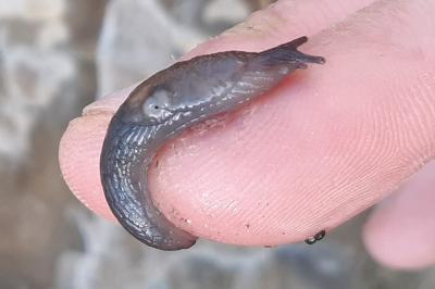 Loche des marais