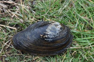 Anodonta anatina