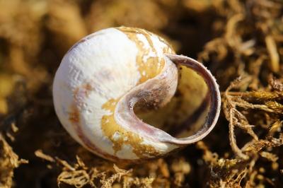 Escargot des haies