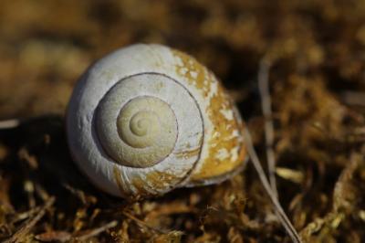 Escargot des haies