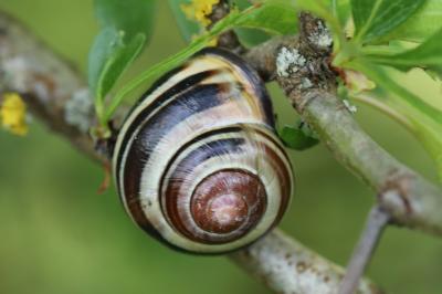 Escargot des haies