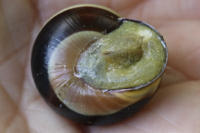 Escargot des haies