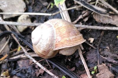Escargot de Bourgogne