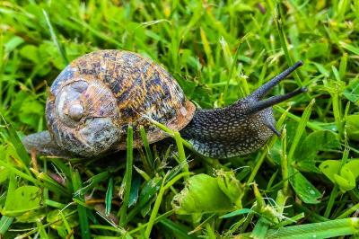 Escargot petit-gris
