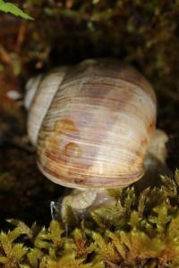 Escargot de Bourgogne