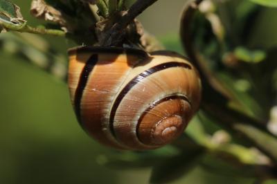 Escargot des haies