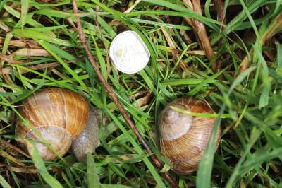 Escargot de Bourgogne