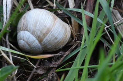 Escargot de Bourgogne
