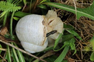 Escargot de Bourgogne