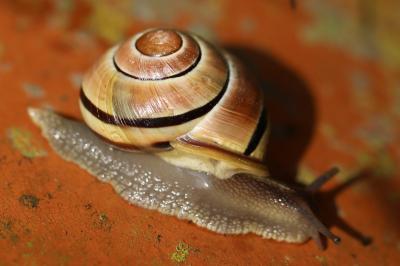 Escargot des jardins