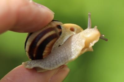 Escargot des jardins