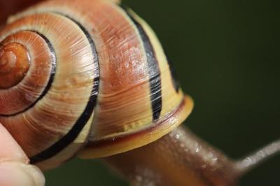 Escargot des jardins