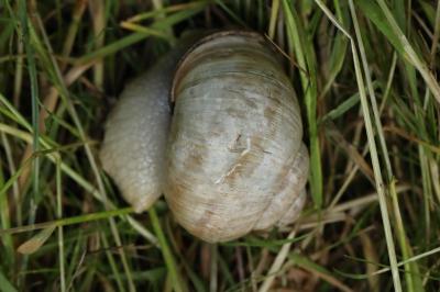 Escargot de Bourgogne