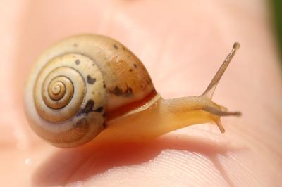 Petit moine