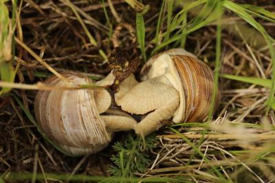 Escargot de Bourgogne