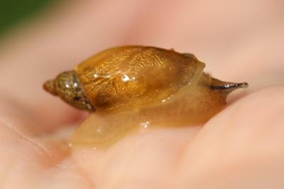Oxyloma elegans