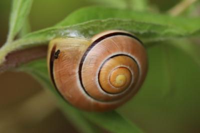 Escargot des haies
