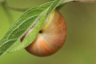 Cepaea nemoralis