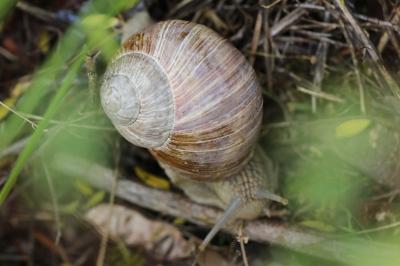Escargot de Bourgogne