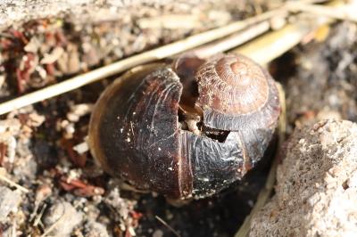 Escargot petit-gris