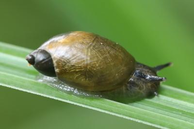 Ambrette amphibie