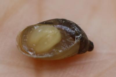 Ambrette amphibie