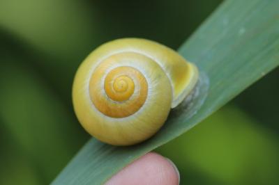 Cepaea nemoralis