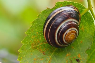 Escargot des haies
