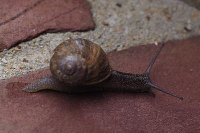 Escargot petit-gris