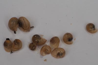 Escargot petit-gris