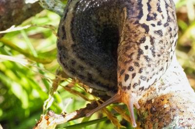 Limax maximus