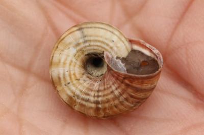 Cernuella aginnica