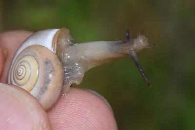 Monacha cartusiana