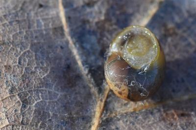 <i>Cepaea</i>