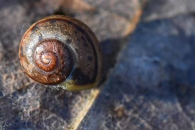 <i>Cepaea</i>