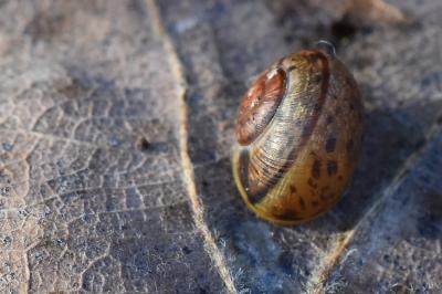 <i>Cepaea</i>