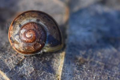 <i>Cepaea</i>