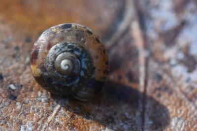 <i>Cepaea</i>