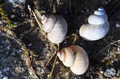 Pomatias elegans